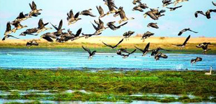 ۶������ѧ����Ⱥ�������ھ�۶���������Ļ�Ϊ����������۶����������ѧΪ���ε�רҵ��ѧ�����о��Ŷӡ�