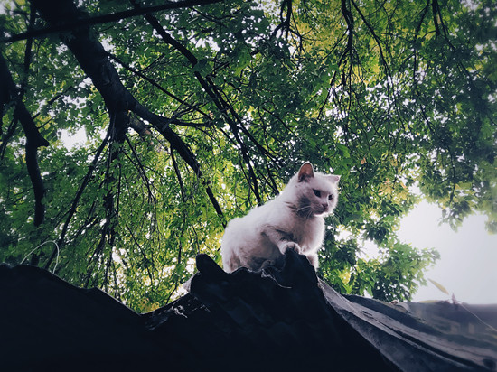 ����ĺ�ͬ���è