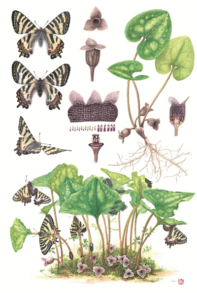 博物绘画《中华虎凤蝶和杜衡》,作者李聪颖。 《博物》杂志供图