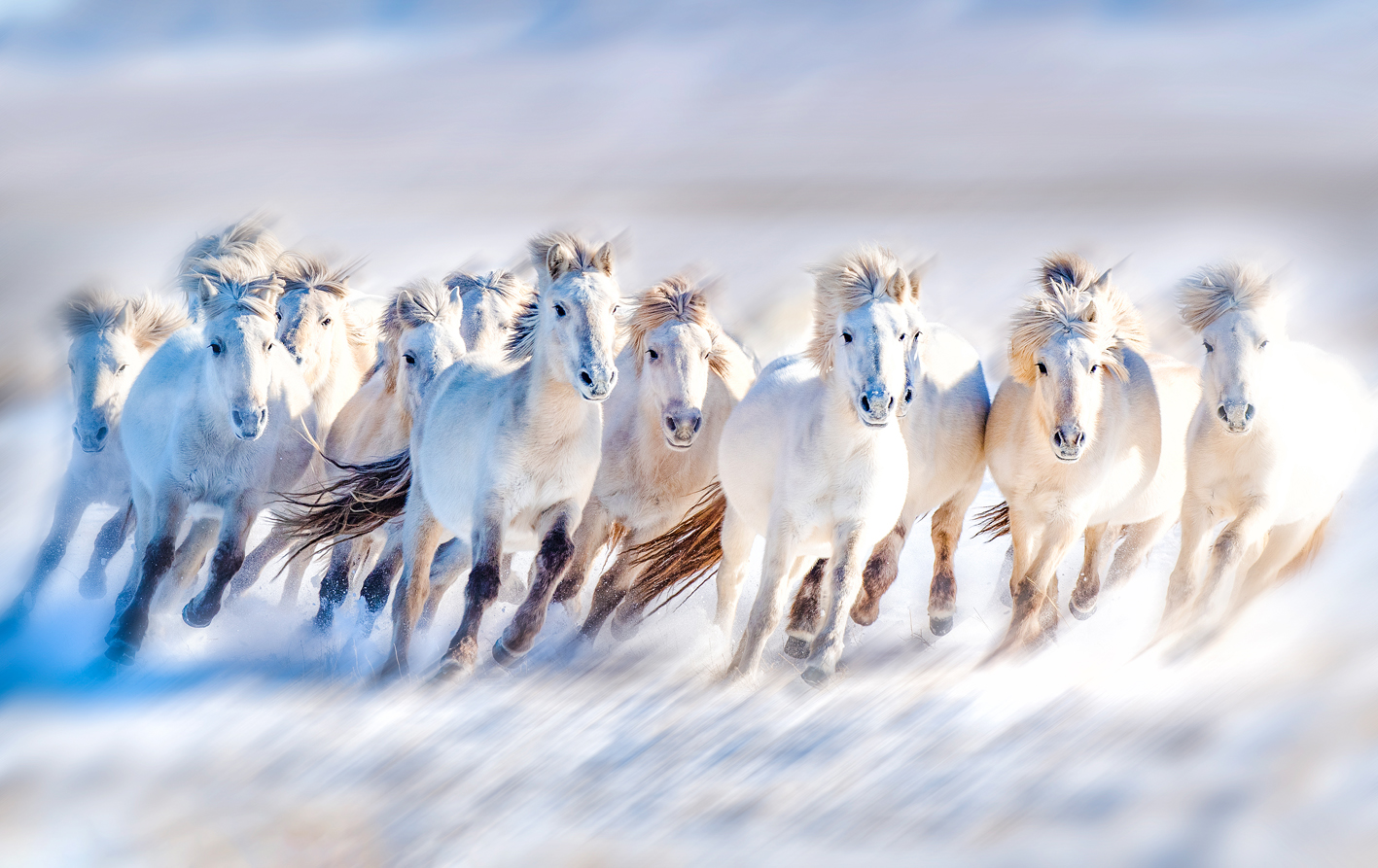 ̤ѩ����Ӱ�� �� ƽ ��