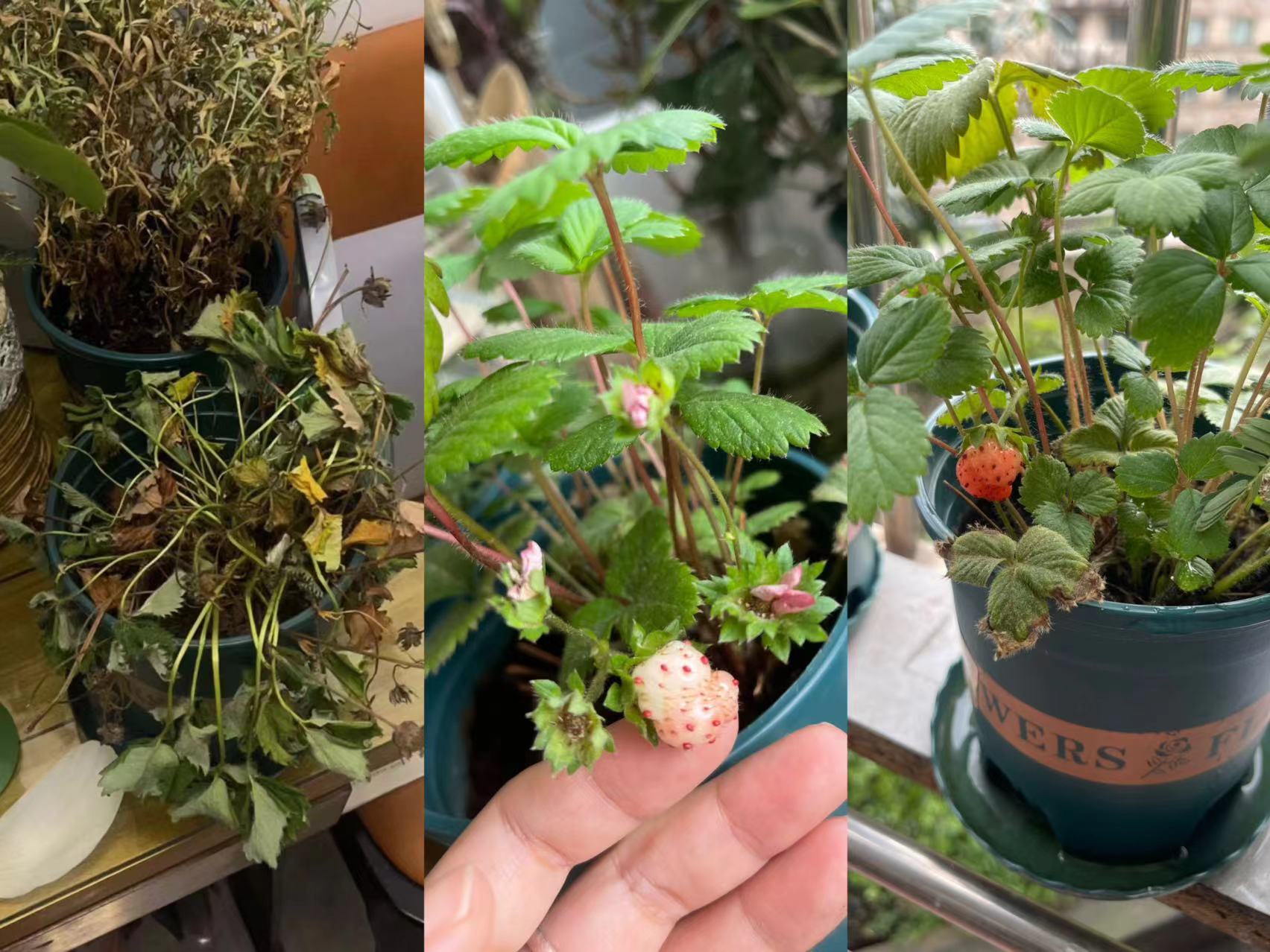 �ֻ��С��ݮ